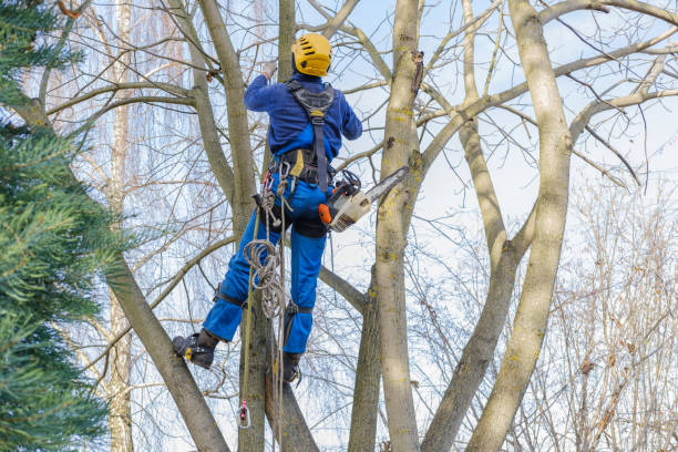 Tree and Shrub Care in Gray, TN